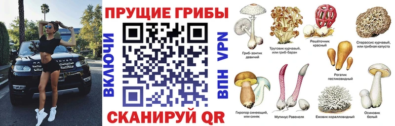 Псилоцибиновые грибы Psilocybine cubensis  kraken ссылки  Фатеж  наркошоп 